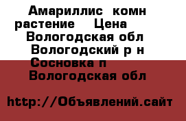 Амариллис (комн. растение) › Цена ­ 300 - Вологодская обл., Вологодский р-н, Сосновка п.  »    . Вологодская обл.